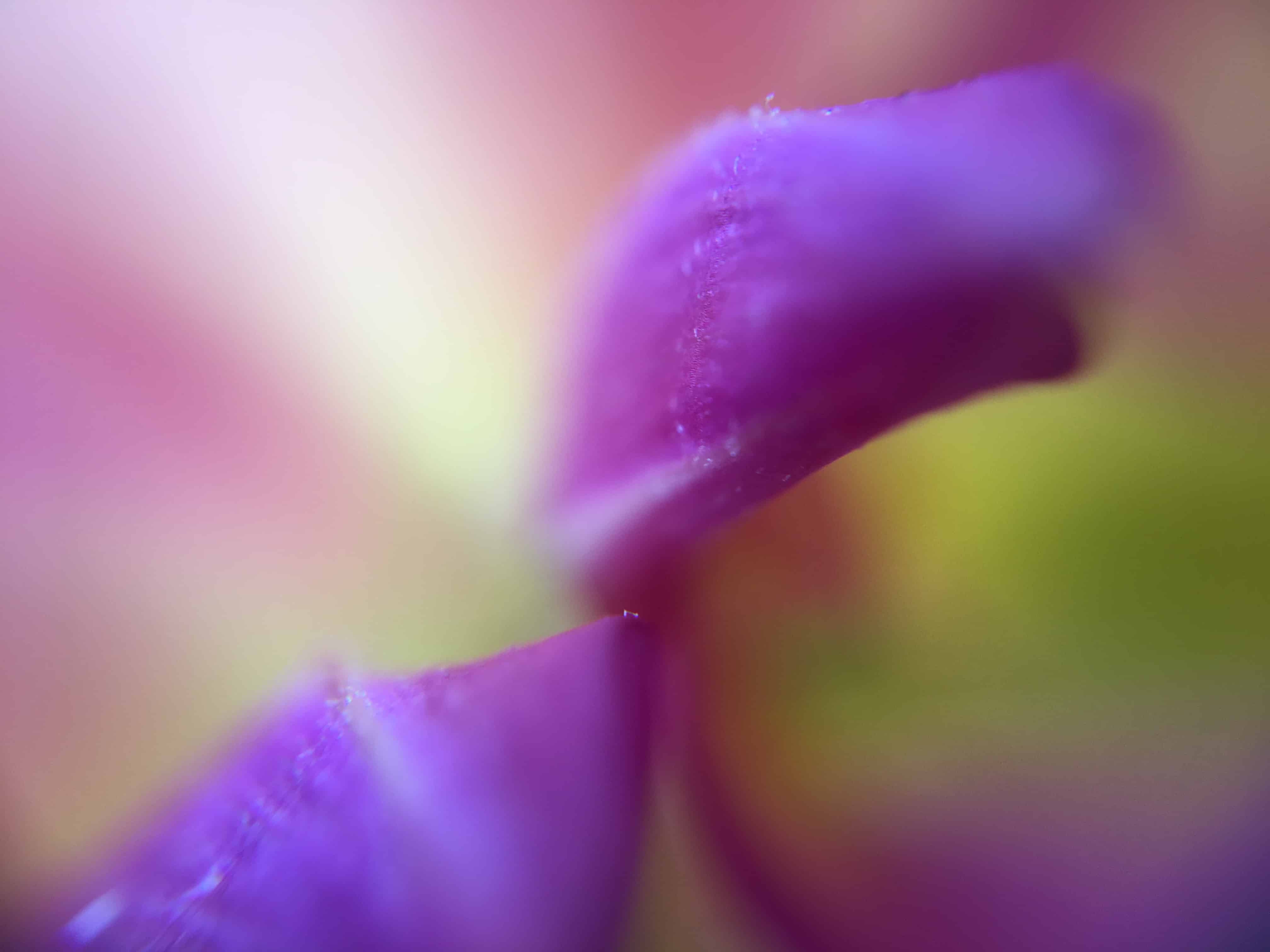 photo-de-fleur-violette-en-macro