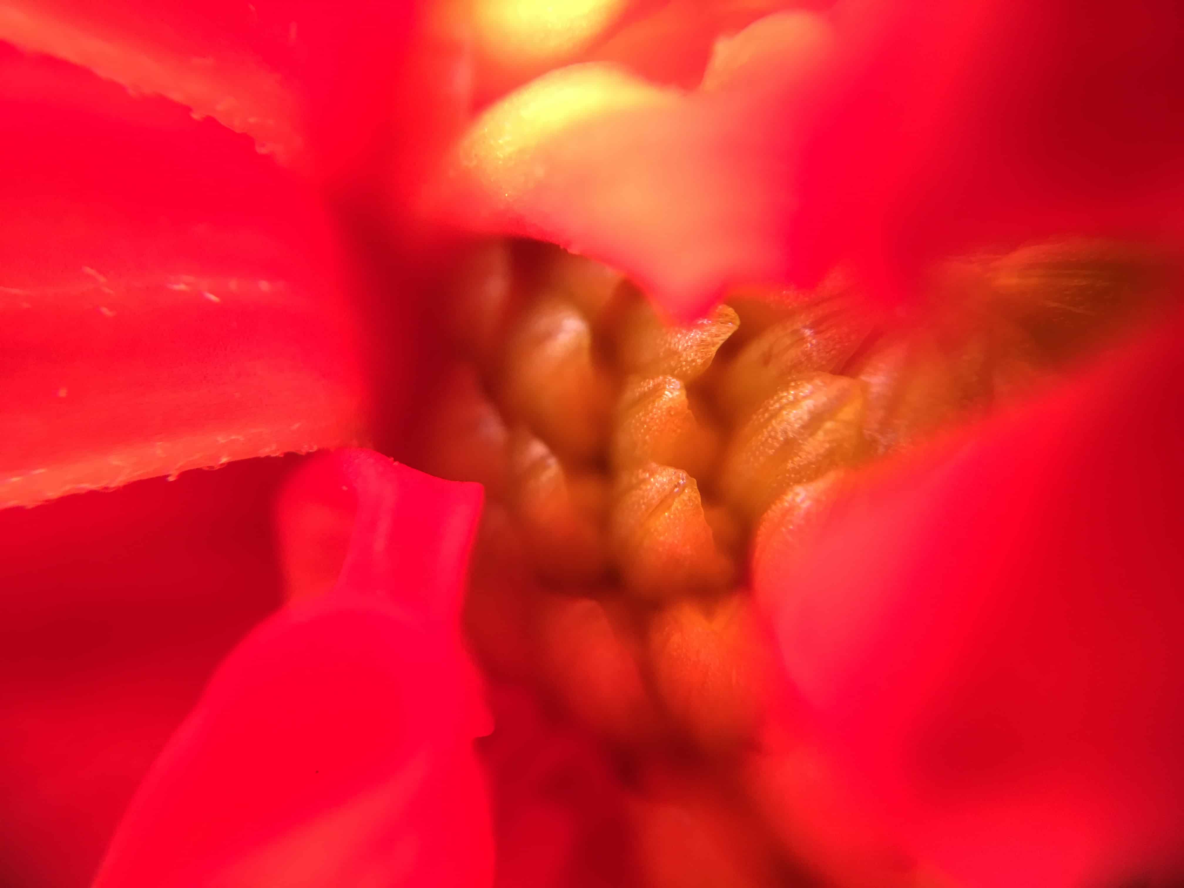 photo-de-fleur-rouge-prise-macro